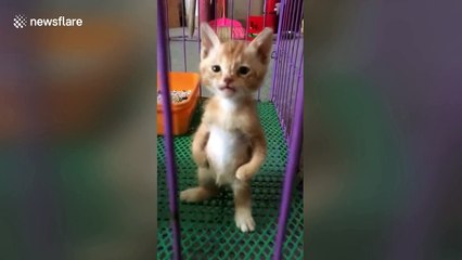 Kitten stands on two legs like a human