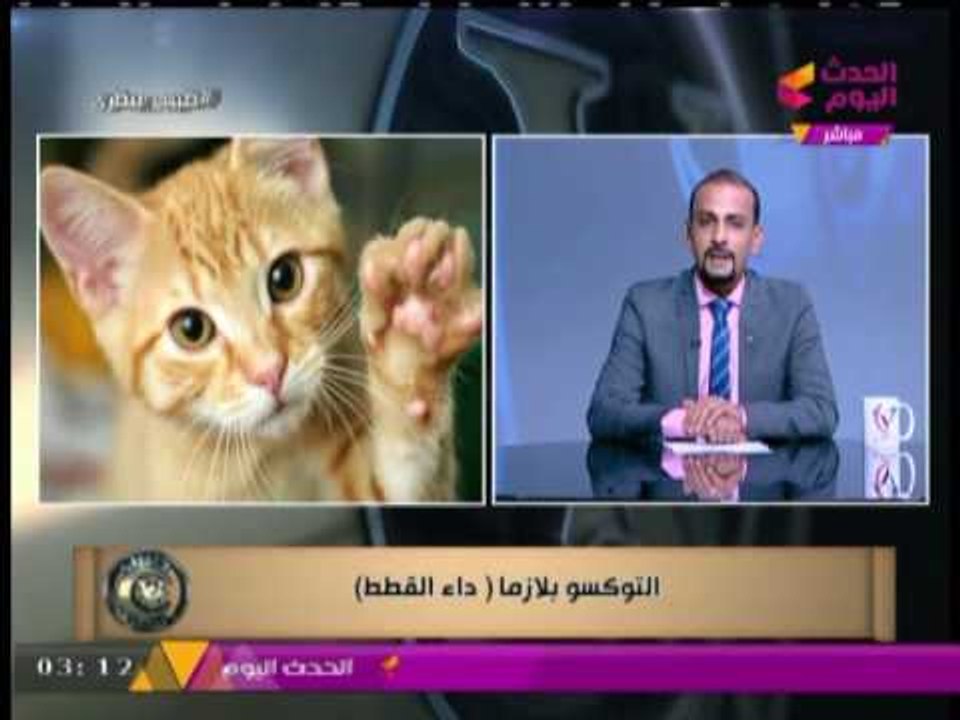 "داء القطط"  التوكسوبلازما   وكيفية اصابة المرأه  الحامل به ومدي خطورته والعلاج منه