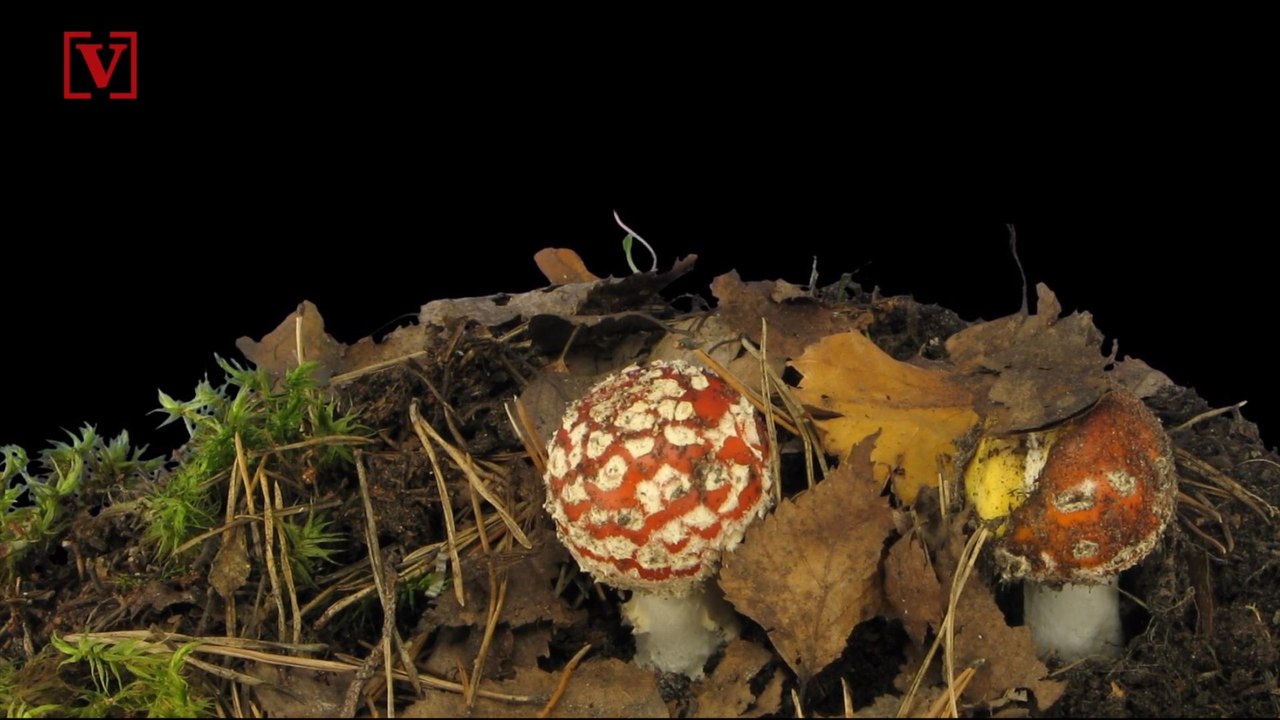 Tiny Doses of Magic Mushrooms Help Problem Solving Skills