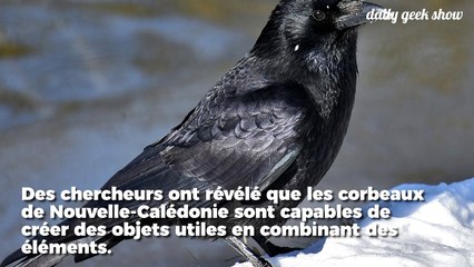 Les corbeaux épatent encore plus les chercheurs en créant des outils à partir de plusieurs objets