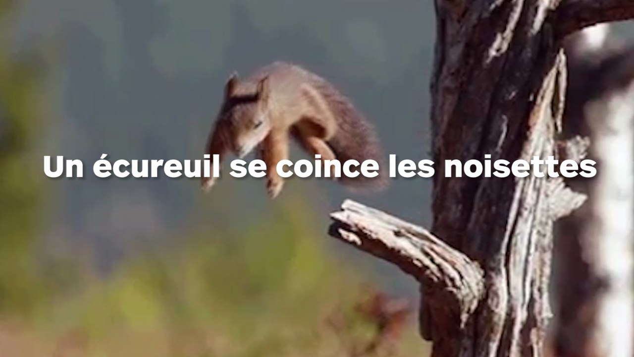 Un écureuil se coince les "bijoux de famille"entre deux planches de bois !