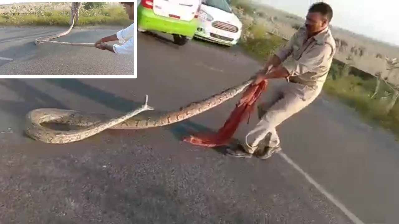 सड़क पर दिखा 12 फीट का भारी-भरकम अजगर तो लोग वीडियो बनाने लगे, बाल-बाल बचा सिपाही