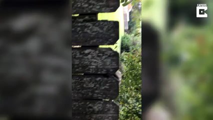 Vidéo : Un petit écureuil coince les testicules dans une clôture