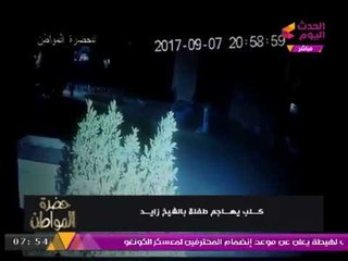 خاص... فيديو مُسرب من كاميرا المراقبة| كلب يعقر «طفلة» ويتسبب في كارثة بالشيخ زايد!