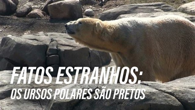 Os ursos polares têm a pele preta