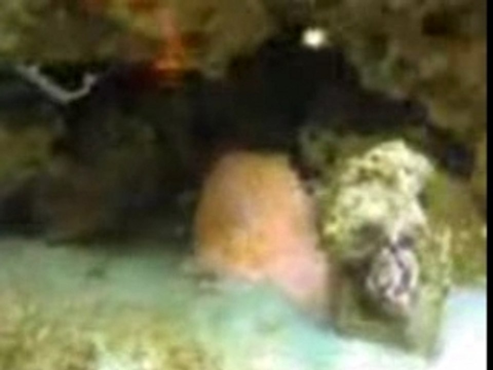 Acquario 29.11.2007