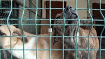 Barınaktaki sahipsiz köpekler sahiplerini bekliyor - ANKARA