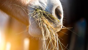 L'alimentation du cheval de course