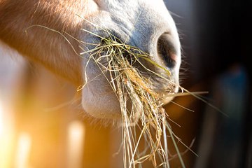 L'alimentation du cheval de course