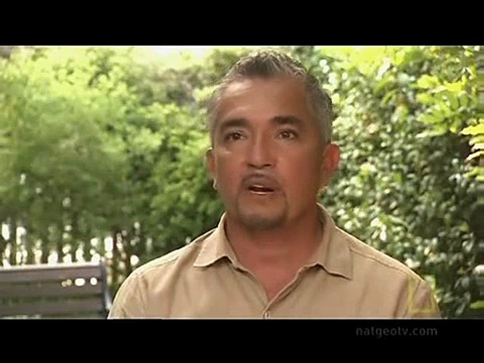 Dog Whisperer With Cesar Millan S06E11