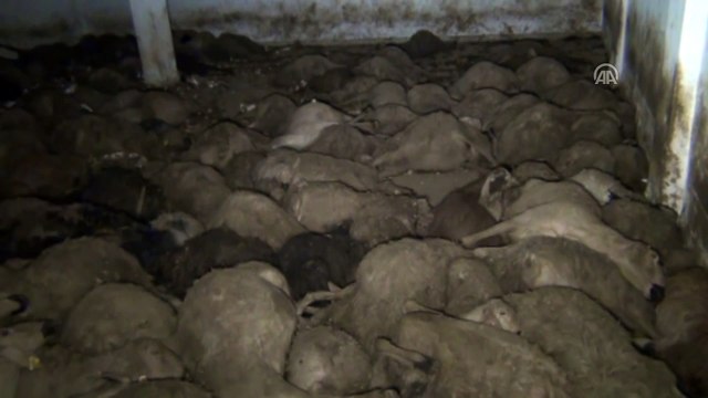 Yozgat'ta 312 küçükbaş hayvan ahırda telef oldu