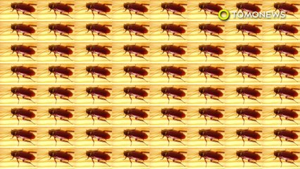 택시 운전사 등 위에 바퀴벌레가? 택시손님 이 장면 보고 충격받아