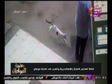 كاميرات المراقبة تلتقط مشهد مرعب لمهاجمة قطة لأحد المارة بالإسكندرية (يمتنع أصحاب القلوب الضعيفة)