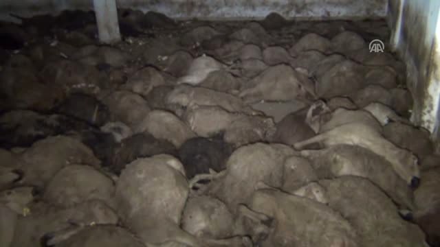 Yozgat'ta 312 Küçükbaş Hayvan Ahırda Telef Oldu