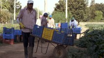 Italy: Exploitation of migrant farm workers | DW English