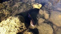 Des poissons à l’agonie dans le Doubs, au niveau du village d’Arçon