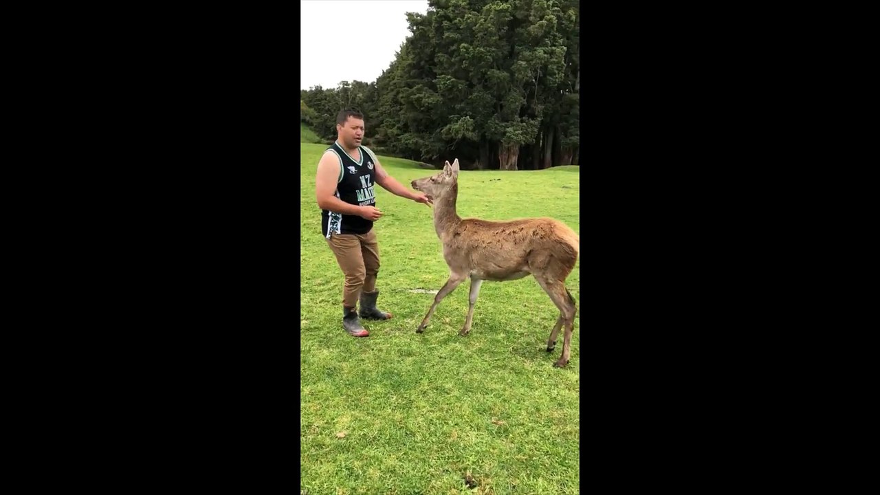 Incroyable : cet homme a réussi à dresser une biche
