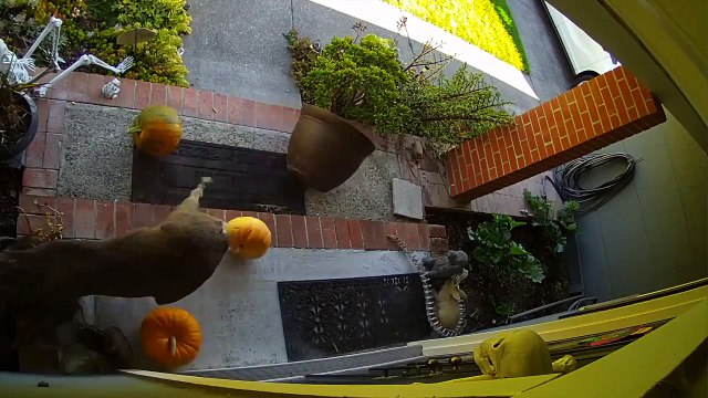 Quand deux cerfs s'affrontent juste devant l'entrée de ta maison