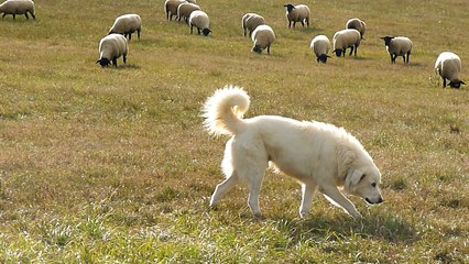 Un chien patou au milieu des moutons à Houéville (88)