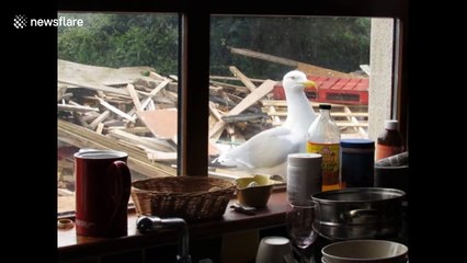 Seagull knocks on window for food every day
