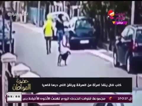 فيديو| كلب ضال يحمي امرأة من السرقة ويلقن اللص درسا قاسيا