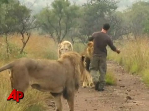 Une meute de lions sauvages a accepté cet homme comme l'un des leurs