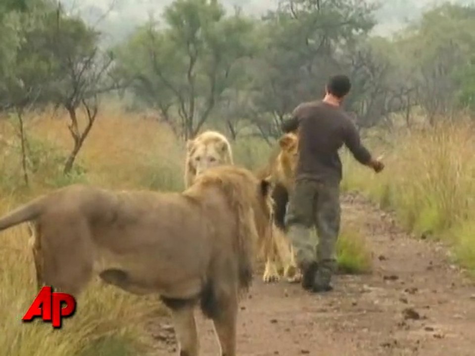 Une meute de lions sauvages a accepté cet homme comme l'un des leurs