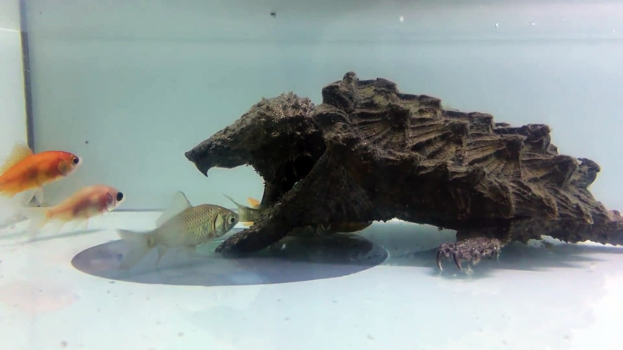 Regardez la technique de chasse de cette tortue serpentine qui se fait passer pour un rocher... efficace