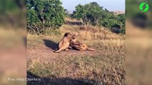2 lions féroces en plein combat pour leur territoire