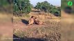 2 lions féroces en plein combat pour leur territoire