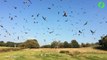 Des milliers d'oiseaux en vol en slow motion : magnifique