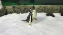 Δύο μπαμπάδες πιγκουίνοι με ένα μωρό