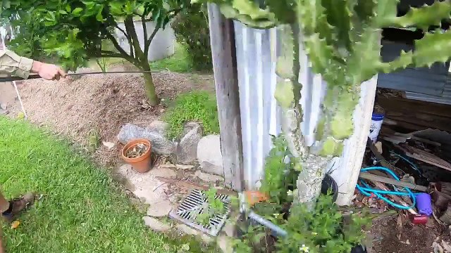 Massive Eastern Brown Snake in a Shed