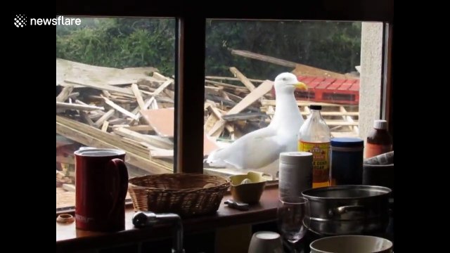 Seagull knocks on window for food every day