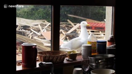Seagull knocks on window for food every day