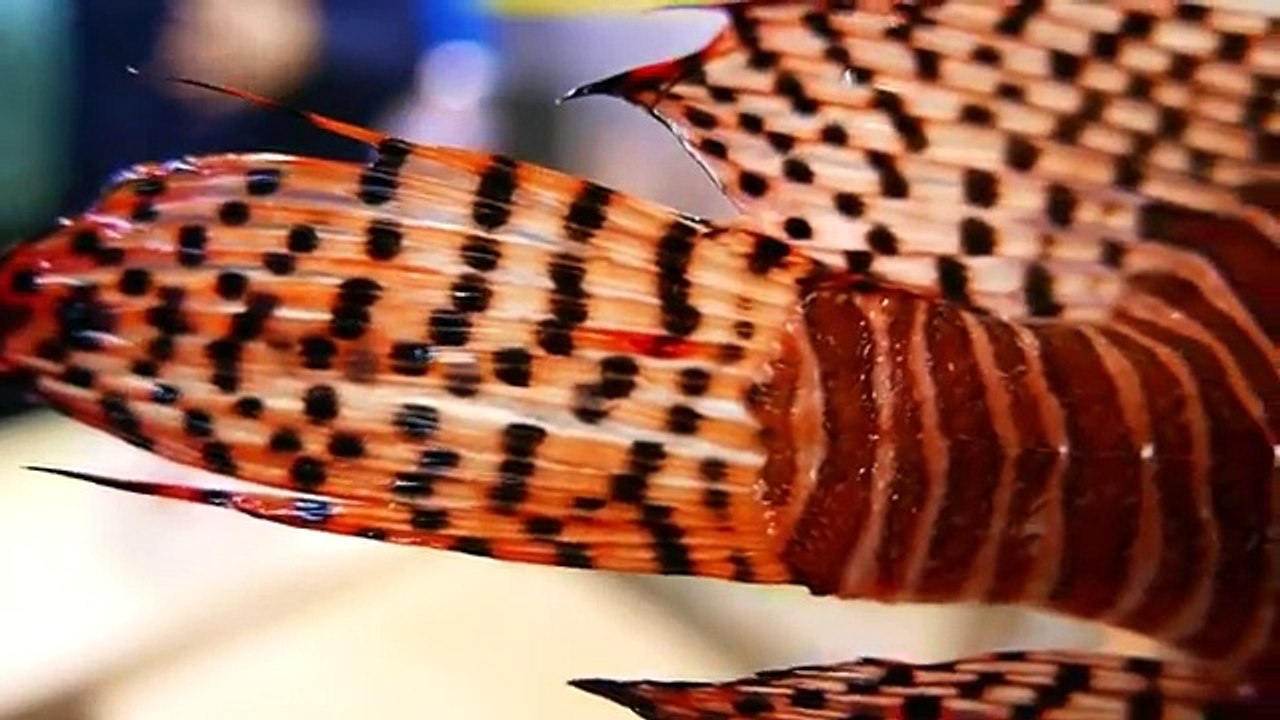 Japanese Street Food - LIONFISH Avocado Stir Fry Sashimi Okinawa Seafood Japan