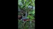 How to care Guava Plant at Flowering Time _ Amrood k poday ki care jub woh pholo  paay ho_