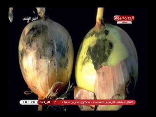 مع الشعب مع أحمد المغربل| مع أستشاري تغذية وكيفية معرفة الخضروات المسرطنة 24-4-2018