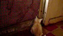 Como perros y gatos