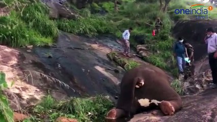 தவறி விழுந்த குட்டியானை!காப்பாற்ற முயன்ற தாய் யானையும் பலி- வீடியோ