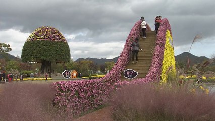 '흐드러진 국화의 유혹' 가을 정취 속으로 / YTN