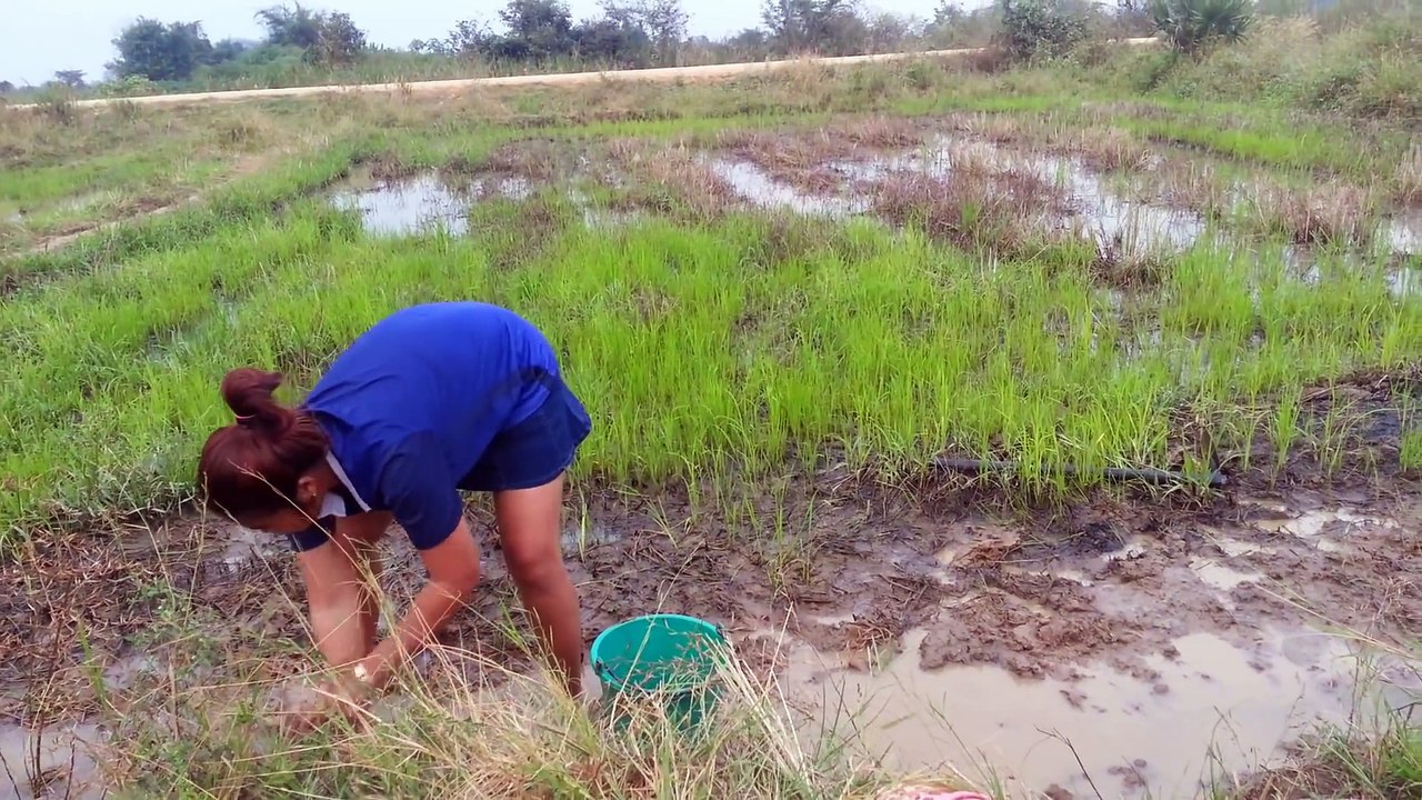 Amazing Catch Big Turtle  - How To Catches Fish - Cambodia Traditional Fishing