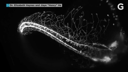 The Winners of Nikon's Small World in Motion Competition Will Blow Your Mind