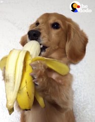 Is there anything cuter than this tiny puppy munching on a banana  