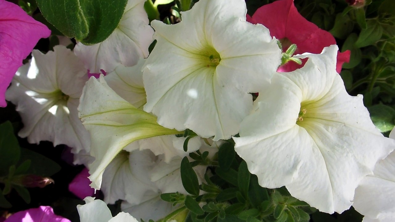 Sample Mp4 Videos