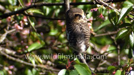 Birds of Wilderness Orchard botanical gardens Landour  western Himalaya