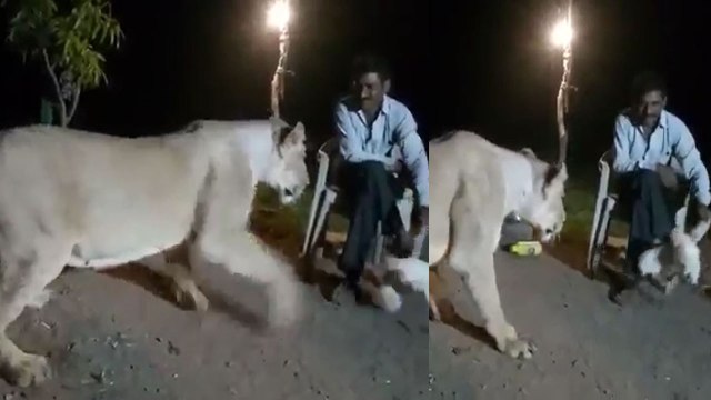 Gir Forest में शेर के साथ खिलवाड़ का Viral Video, देख कर आपको आएगा गुस्सा |वनइंडिया हिंदी