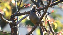 Stripe-throated Yuhina on a wild cherry tree