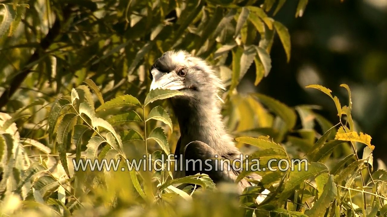 Indian Grey Hornbill