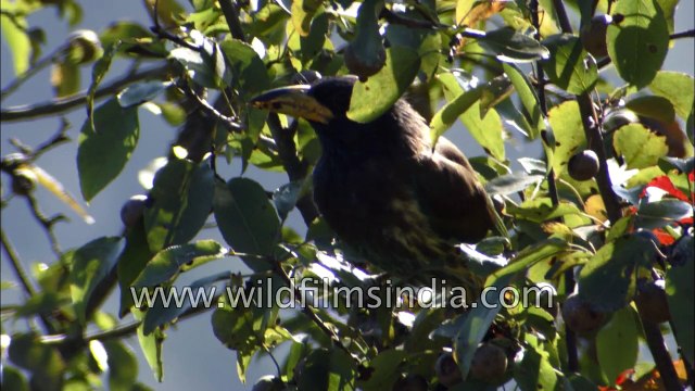 Magnificent Himalayan Barbet at Landour